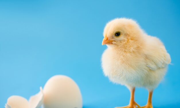 Baby chicks link certain sounds with shapes, just like humans do