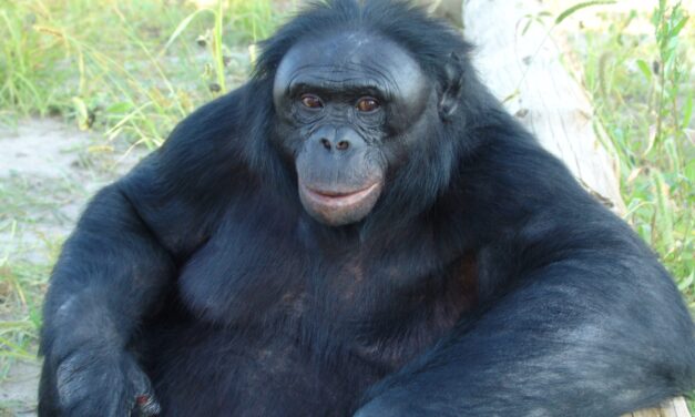 An ape, a tea party — and the ability to imagine