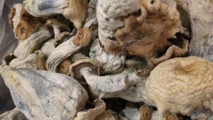 Psychedelic medicine task force recommends ways to make future care in Alaska accessible