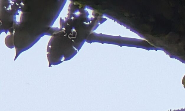 Chimps’ taste for fermented fruit hints at origins of human love of alcohol