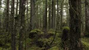 Forest Service schedules in-person meetings across Southeast on Tongass plan revision