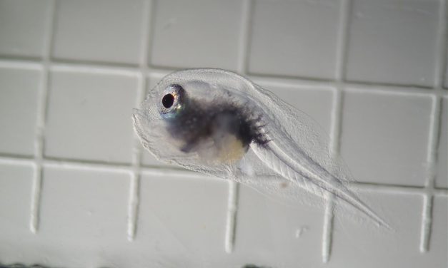 Domino, the warty frogfish, is the first of its kind to be raised in captivity