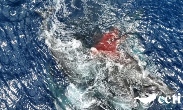 Scientists watch sperm whales work as a team to assist a birth