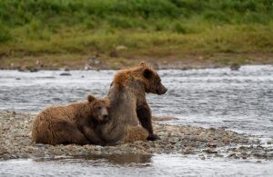 Critics of Alaska bear-culling program seek court order to block its resumption