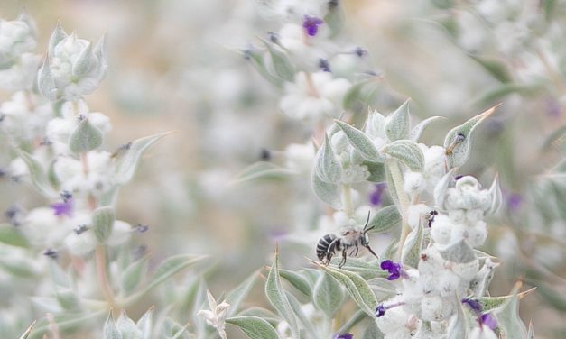 A botanist searches for the seeds of the rare Death Valley Sage