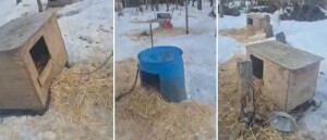 25 dead sled dogs found at Mat-Su kennel after months of complaints to borough