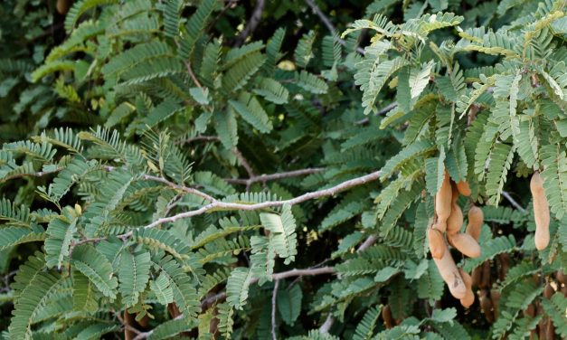 Photos: In this part of the world, nearly every chile pepper farmer is a woman