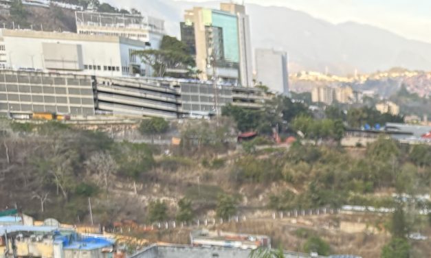 Caracas’ iconic macaws threatened by vanishing palm trees