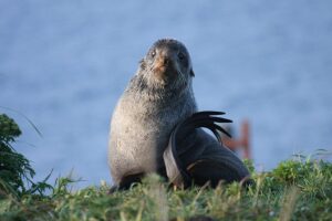 Conservation group sues to limit pollock trawl fishing in Bering Sea to protect fur seals