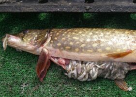 Higher temperatures spur Alaska’s invasive pike to eat more, a bad sign for salmon
