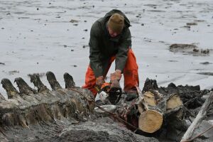 Wasilla museum welcomes 40-ton whale carcass to bring in visitors