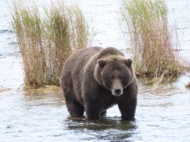 Judge considers request to halt controversial bear cull