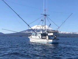 NOAA rejects petition to list Gulf of Alaska king salmon under the Endangered Species Act
