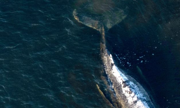 Carcass of Timmy the humpback whale brought to shore in Denmark