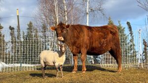 Alaska Homestead Expo to shut down following weekend event in Big Lake