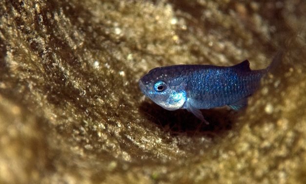 As federal scientists faced turmoil, the Devils Hole pupfish reached a crisis point