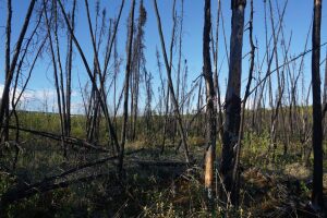 Alaska prosecutors charge man with multiple felonies for allegedly starting summer 2025 wildfire