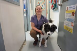 Lawmakers take aim at Alaska’s chronic problems with abandoned and loose dogs
