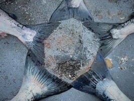 126 million salmon — that’s the estimated harvest by Alaska’s commercial fishermen this year