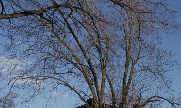 Minneapolis immigrants still feeling the sting of Trump’s largest crackdown yet