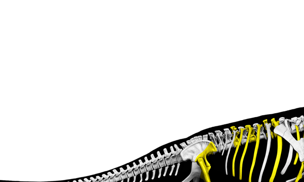 Researchers unearth Southeast Asia’s largest dinosaur