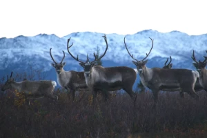 Federal regulators cut cow harvest amid decline of Western Arctic caribou herd