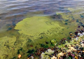 In Kachemak Bay, Kotzebue and beyond, Alaskans are on the lookout for harmful algae blooms