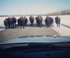 Wildlife managers propose expanding bison habitat near Delta Junction