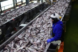 Bycatch: What to know about the fish issue taking the spotlight in Alaska’s U.S. Senate race