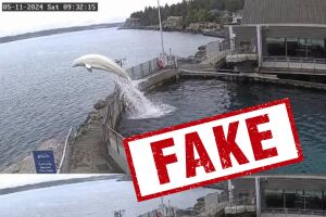 A fake beluga escape story on social media is a reminder of the hazards of misinformation