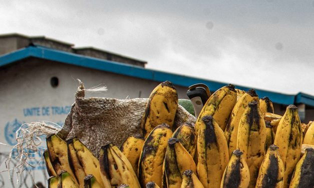 There’s no treatment designed for the Ebola strain ravaging DRC. But now there’s hope