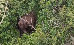 Hiker injured in south Anchorage bear attack