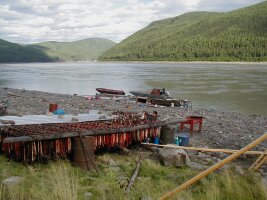A parasite that thrives in warm conditions adds to Yukon River salmon woes