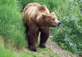 Several Anchorage trails closed due to increase in bear activity