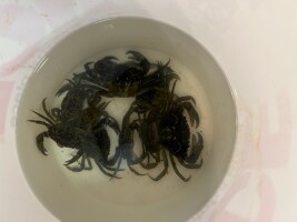 State denies Ketchikan tribe’s request to open green crab fishery