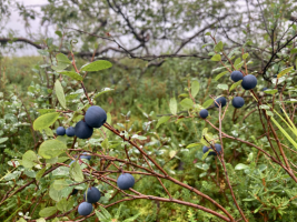 Eating local: Access, sustainability and meaning | Talk of Alaska