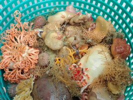 Scientists have found 9 new sea sponge species in Alaska