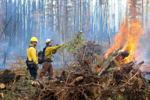 Tok prepares for winter amid devastation from the Mukluk Fire