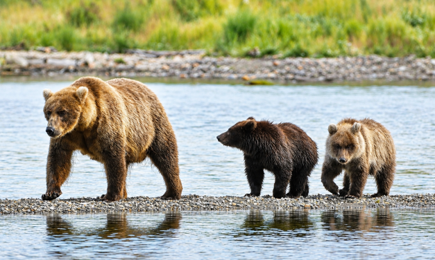 Alaska’s salmon-feasting bears face off in biggest Fat Bear Week ever