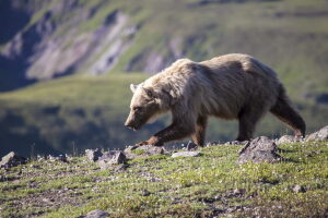 Trump administration moves to reopen Alaska national preserves to bear baiting by sport hunters