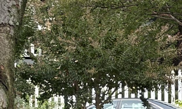 Federal agents search Rep. Ilhan Omar’s DC home, DOJ says it approved the warrant